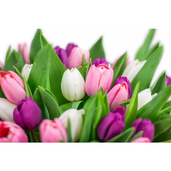 Kytice tulipánů
